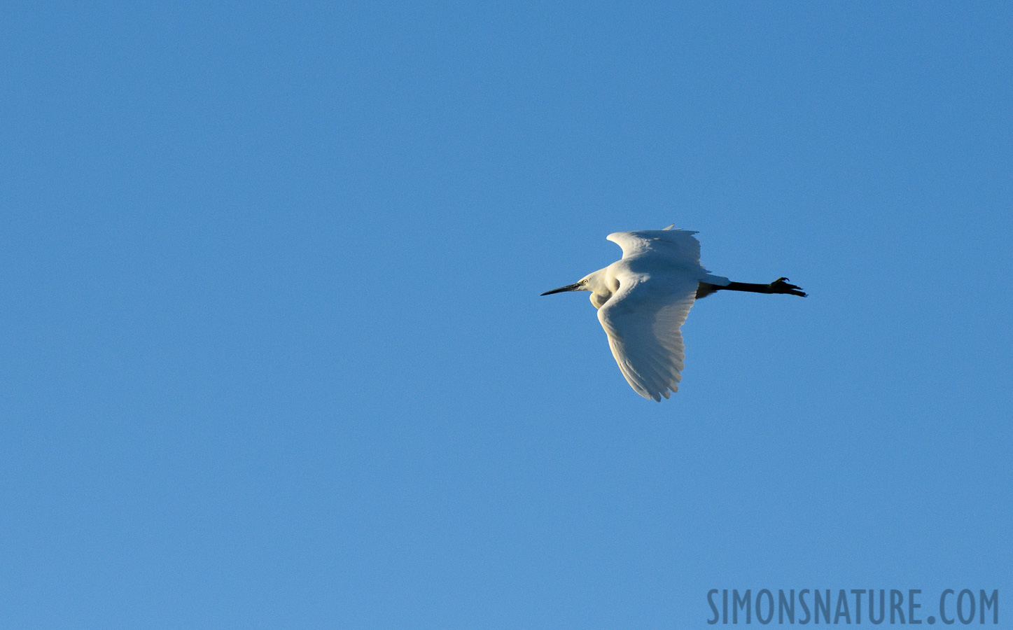 Egretta garzetta garzetta [400 mm, 1/5000 Sek. bei f / 10, ISO 3200]